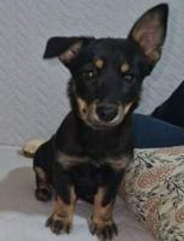 Chia verspieltes Hundemädel - Hüllhorst