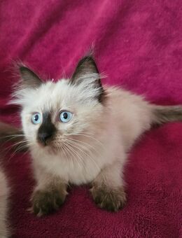 Heilige Birma Kitten eine Mädchen - Essen