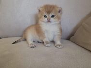 Bkh kitten Golden Shell ny12 - Oberhausen