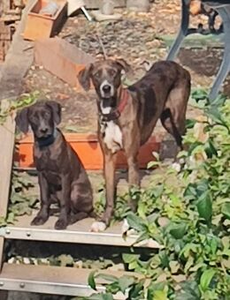 Catahoula Leopard Dog - Plaidt