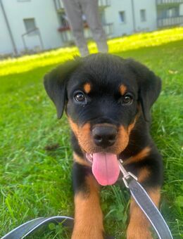 Rottweiler Rüde, 14 Wochen alt, mit Pass – abzugeben wegen Allergie 🐾 - Memmingen Zentrum