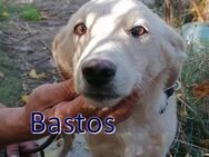 BASTOS ❤ sucht Zuhause oder Pflegestelle - Langenhagen