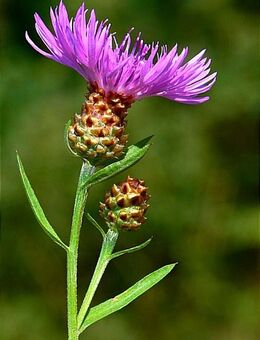 Samen WIESEN-FLOCKENBLUME (Centaurea jacea) heimische Wildstaude Naturgarten - Stuttgart