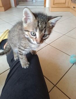 Drei 7 Wochen alte Kater/ Hauskatzen suchen in 5 Wochen ein liebevolles Zuhause - Lichtentanne