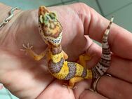 0.1 Red Dymont Leopardgecko Weibchen Enz 24 abzugeben Übergabe Hamm möglich - Emsdetten