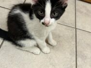 Katzenbaby sucht ein neues Zuhause - Scheeßel