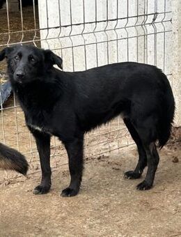 MAILO sucht erfahrenes,liebes Zuhause - Neuberg