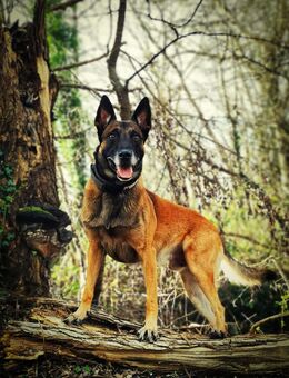 Muskulöser Malinois Deckrüde | Belgischer Schäferhund - Stutensee