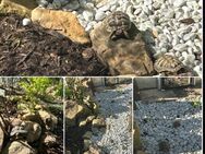 Griechische Landschildkröten - Neulingen