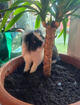 Zwergwidder Häsin sucht ein zuhause - Verl