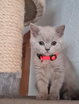 BKH Kitten Abgabebereit - Blaufelden