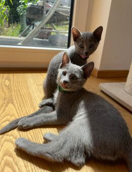Reinrassige Russisch Blau Kitten mit Stammbaum aus seriöser Zucht - Ingolstadt