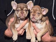 Französisch Bulldog Babys - Calw