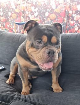 Englisch Bulldogge Rüde - Hamburg