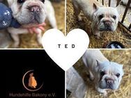 TED FB Big Rope so ein feiner Kerl PP - Neustadt (Rübenberge)