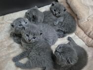 BKH Kitten - Irsch