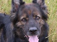 Traum Hündin, 8 J, Altdeutscher Schäferhund DDR, Papiere, kastriert - Leuna Spergau