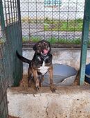 Lucky, unser Opa sucht dringend ein zu Hause in 54636