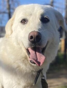 Treuer LIO wartet auf sein Glück - Sehnde