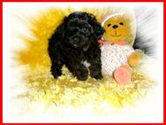 Nur noch ein zuckersüßes, kleines Mädchen ( Toy Pudel / Yorkshire Terrier ) F1 Verpaarung Yorkiepoo suchen liebevolles Zuhause - Grafengehaig