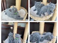 BKH Kitten Britische Kurzhaar Katzenbabys reinrassig - Köln