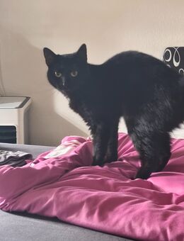 Hauskatze - Osterwieck