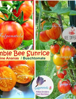 ♥ Bumblebee Sunrice kleine Ananas Tomate,Samen,Tulpenstolz, Alte Sorte,Gemüse,samenfest,orange gestreift,Buschtomate - Hamburg
