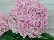 XL Blüten Hydrangea Macrophylla Rosa - Osthofen