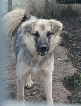 Eiko braucht erfahrene Menschen - Steinhagen (Nordrhein-Westfalen)