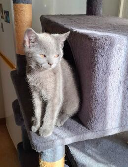 ❤️ Süße Katzenbaby sucht liebevolles Zuhause ❤️ - Siegbach