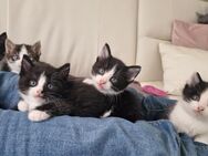 4 Kitten suchen 🙂 - Rees