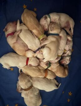 Bildschöne Golden Retriever Welpen - Gelsenkirchen Feldmark