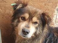 MARLEY-2 jähr., hübscher Rüde, 41 cm - Rösrath