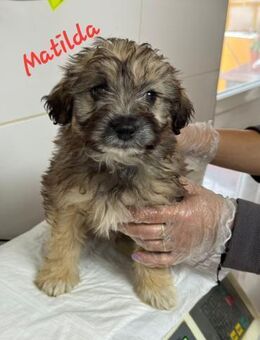 Matilda bedeuted Kämpferin... - Konstanz