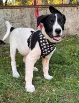 Idefix - ein Welpe mit großem Herzen - München