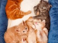 *Maine Coon Kitten - Kuschelzeit ist angesagt!*