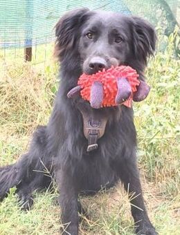 ARYS, fröhlich, verspielt, freundlich - Alfeld