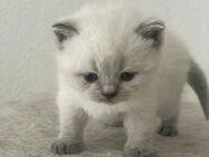 BKH kitten Farbe Blue, dunkel braun, weis am 04.04.24 geboren - Mehring (Bayern)