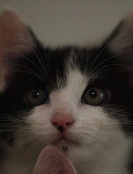 Süße Kitten in gute und liebevolle Hände abzugeben - Neuenkirchen (Landkreis Osnabrück)