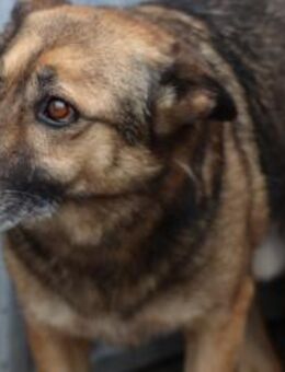 Diesel - sanfter, ruhiger Rüde - Lohra