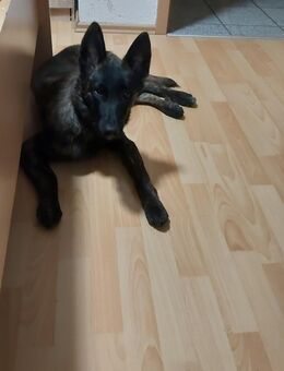 Schäferhund mischlingswelpe - Uelzen