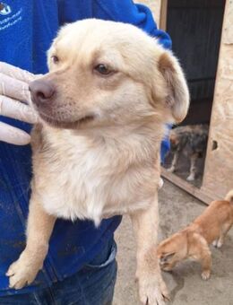 Lina - kleiner Schatz - Dreikirchen