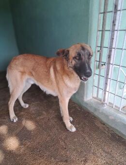 Jack - ein Freund fürs Leben - Grevenbroich