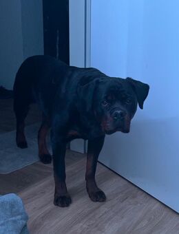 Liebe Rottweiler Hündin zu verkaufen - Mannheim