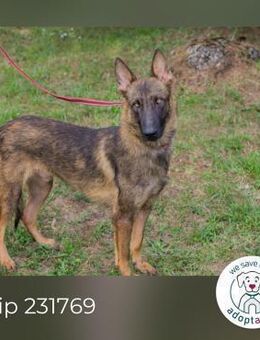 Chip 231769: Sucht ein Zuhause - Kirchzell
