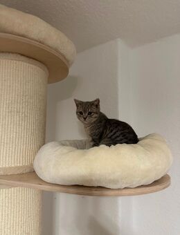 Bkh Kitten - Gelsenkirchen