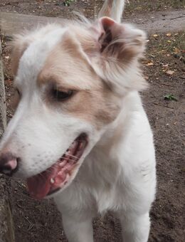 Benji sucht ein liebevolles Körbchen (da die Ersthündin nach meiner Kastration , mich nicht mehr duldet, musste ich leider mein Zuhause verlassen ) - Wolmirstedt Farsleben