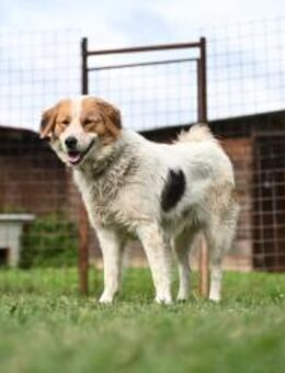 Sierra - sanft, treu voller Lebensfreude - Linden (Hessen)