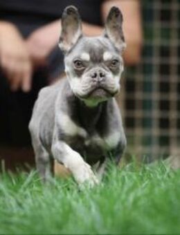 Lio sucht ein Zuhause - Pirmasens