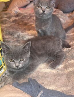 BKH Kitten - Gelsenkirchen Hassel